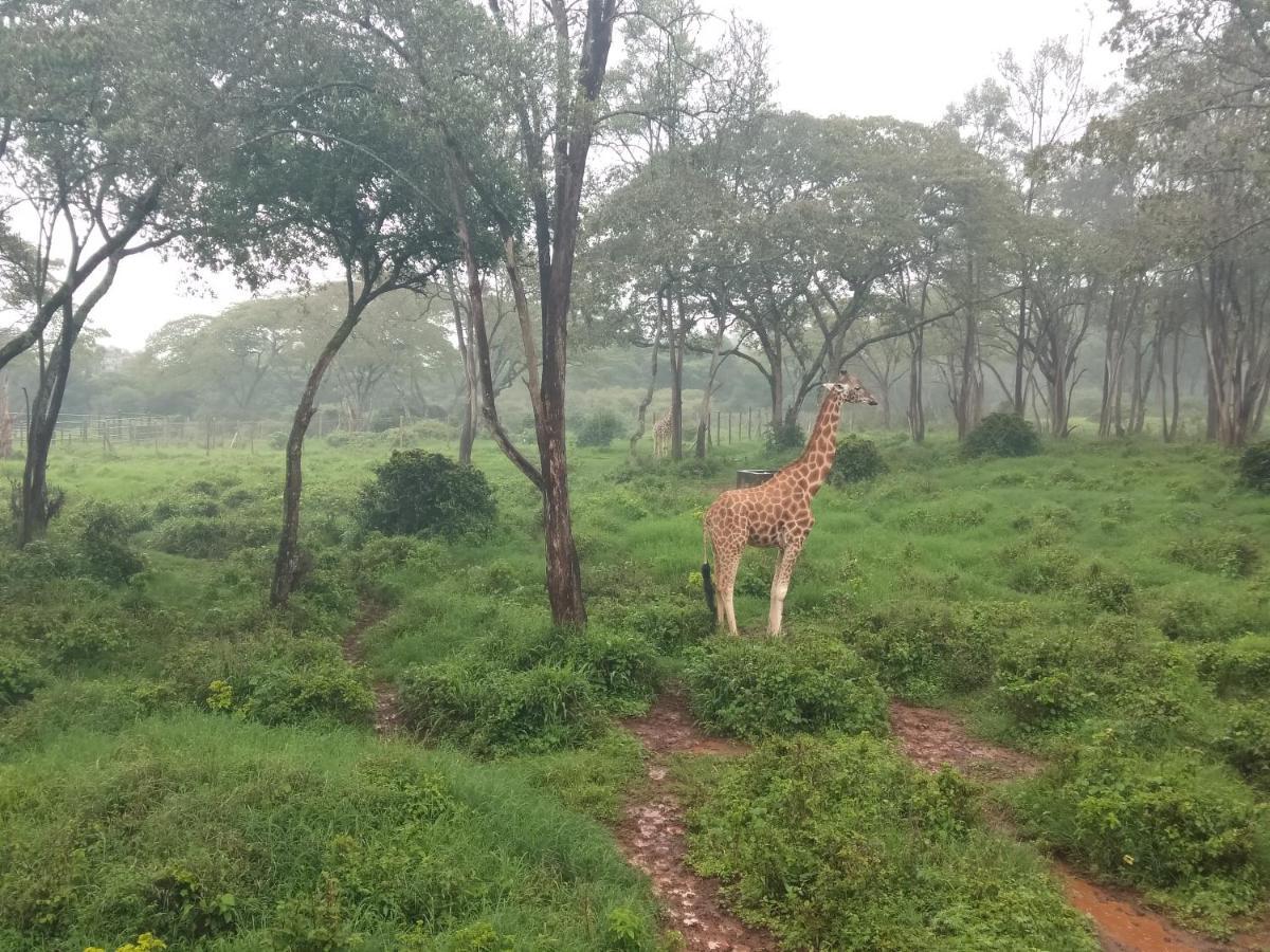 Elimurk Bnb Near Jkia N Sgr Nairobi Exteriér fotografie